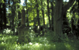 3641052.jpg